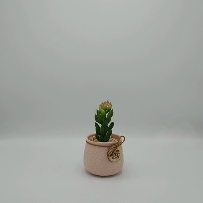 Plante Succulente Artificielle en Pot "Home Sweet Home" – Déco Zen & Sans Entretien